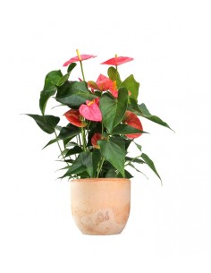Anthurium rosa