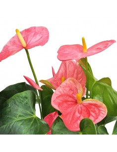 Anthurium rosa 2