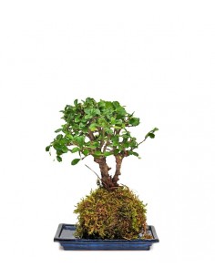 Carmona in kokedama