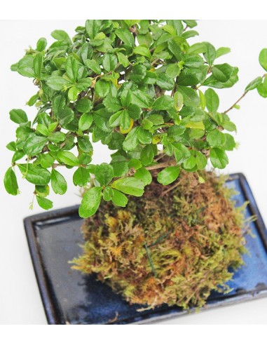 Carmona in kokedama Carmona in kokedama