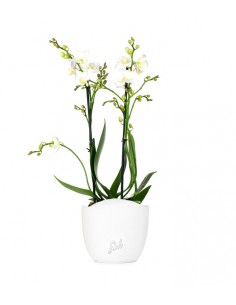 Phalenopsis Bianca