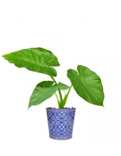 Alocasia macrorrhiza