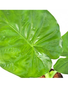 Alocasia microritza 2