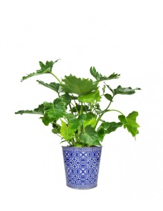 Filodendro Bipinnatifidum 