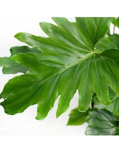 Filodendro Bipinnatifidum... 2