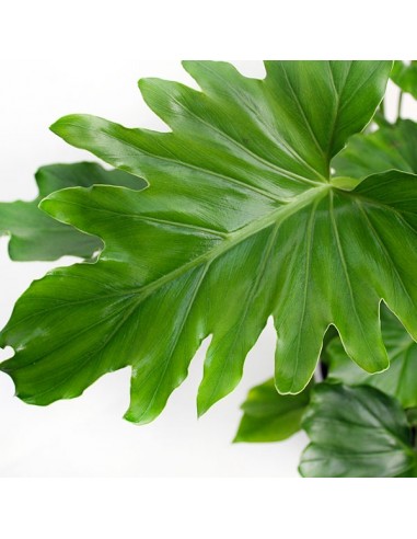 Filodendro Bipinnatifidum 