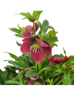 Rosa di Natale vaso 17 Rosa 2