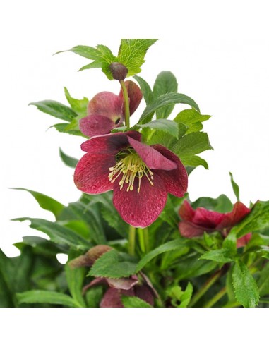 Rosa di Natale vaso 17 Rosa