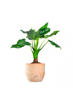 Alocasia cucullata 2