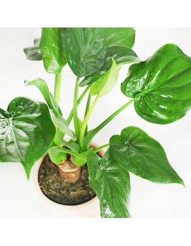 Alocasia cucullata