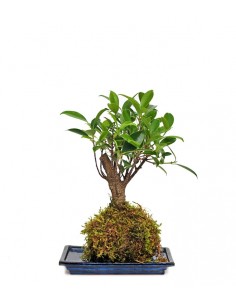Ficus retusa in kokedama