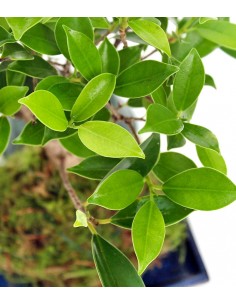 Ficus retusa in kokedama 2
