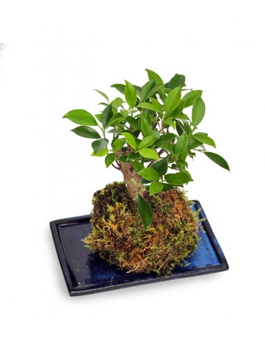 Ficus retusa in kokedama