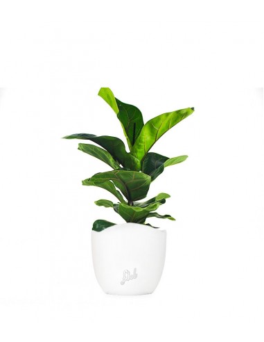 Ficus Lyrata Bambino