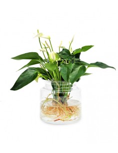 Anthurium Bianco idroponica