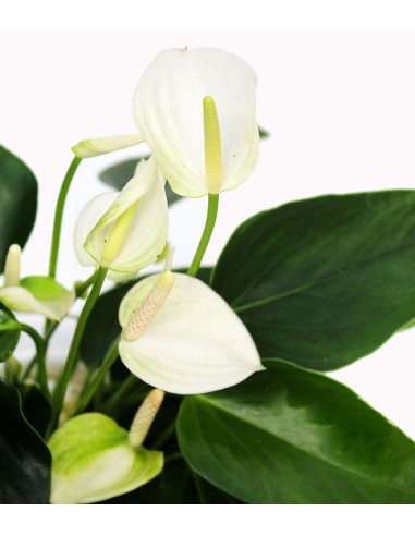 Anthurium Bianco idroponica