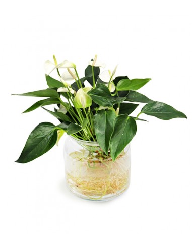 Anthurium White Champion in idroponica