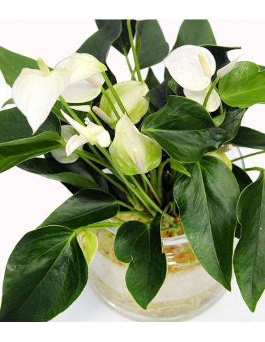 Anthurium Bianco idroponica