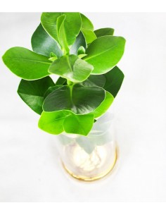 Clusia Idroponica con led 2