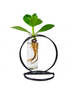 Clusia in provetta |Clusia...