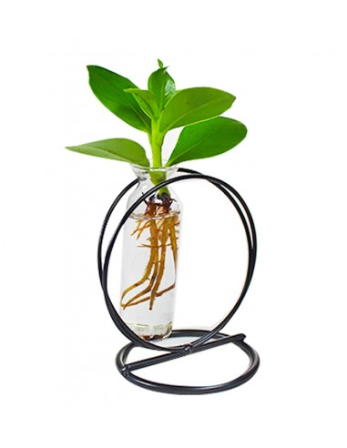 Clusia in provetta |Clusia Idro in...