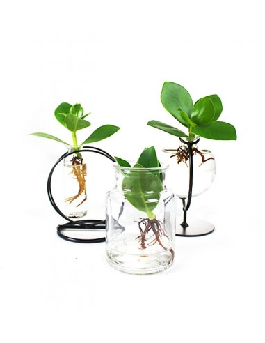 Clusia in provetta |Clusia Idro in...