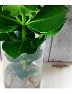 Clusia Princess Idroponica 2