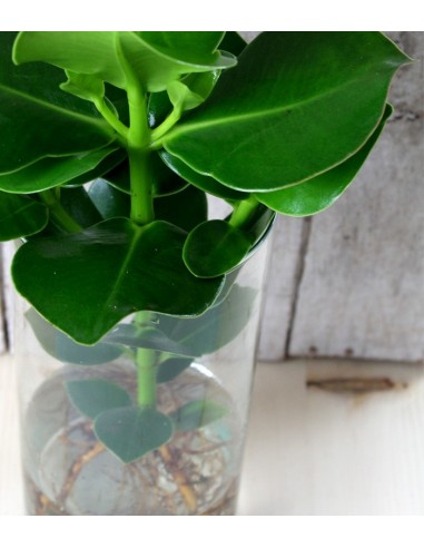 Clusia Princess Idroponica