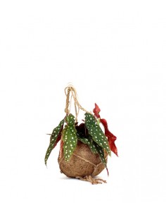 Begonia maculata in fibra... 2