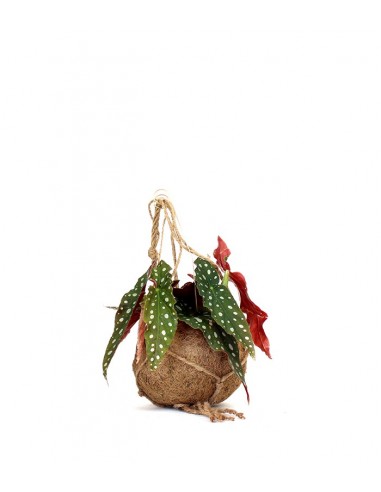 Begonia maculata in fibra di cocco