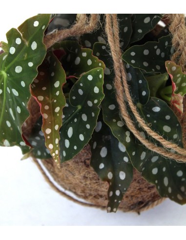 Begonia maculata in fibra di cocco