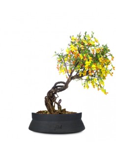 Caragana Bonsai