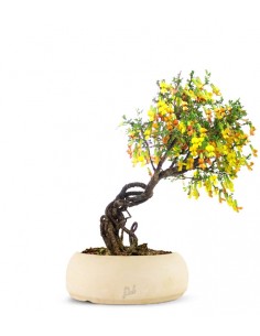 Caragana Bonsai 2