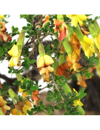 Caragana Bonsai Caragana Bonsai
