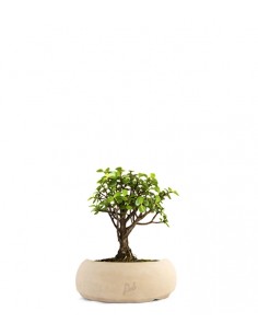 Portulacaria S Bonsai
