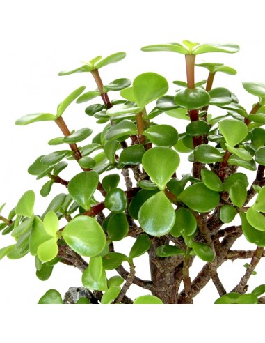 Portulacaria S Bonsai Portulacaria S Bonsai