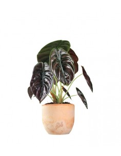 Alocasia Red Secret 2