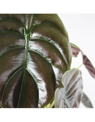 Alocasia Red Secret