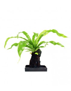 Asplenium su roccia lavica