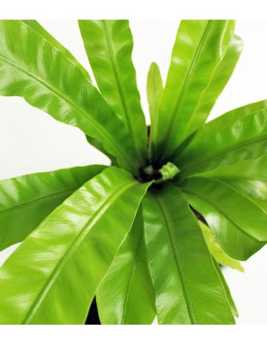 Asplenium su roccia lavica