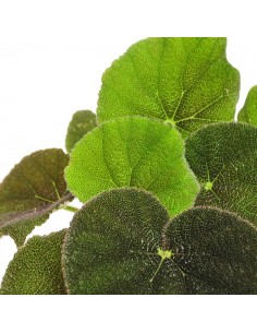 Begonia Masoniana 2