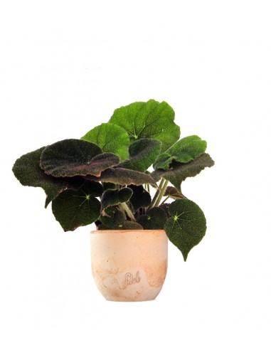 Begonia Masoniana 