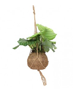 Calathea orbifolia in fibra...