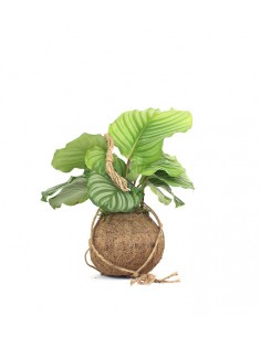 Calathea orbifolia in fibra... 2