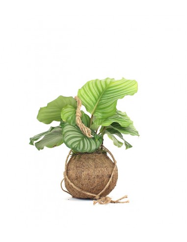 Calathea orbifolia in fibra di cocco