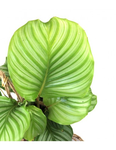 Calathea orbifolia in fibra di cocco