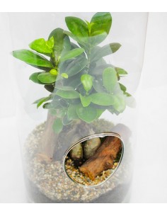 Ficus Ginseng in vetro 2