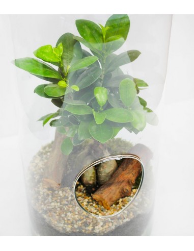 Ficus Ginseng in vetro