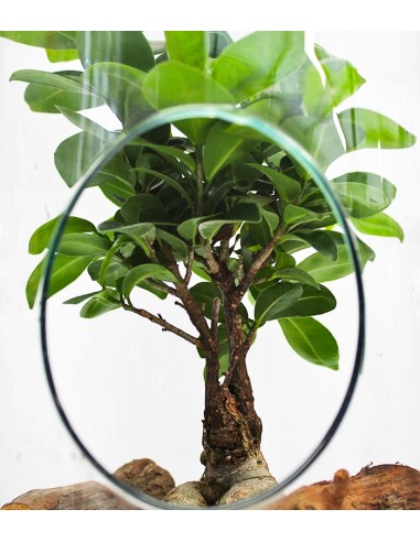 Ficus Ginseng in vetro