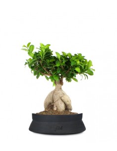 I bonsai? Ma non è roba da borghesucci e anziani?” / Mein Grünes Zuhause